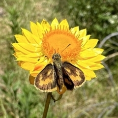 Ocybadistes walkeri (Green Grass-dart) at Ainslie, ACT - 15 Dec 2022 by Pirom