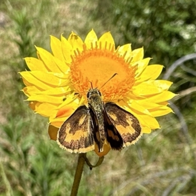 Ocybadistes walkeri (Green Grass-dart) at Ainslie, ACT - 15 Dec 2022 by Pirom