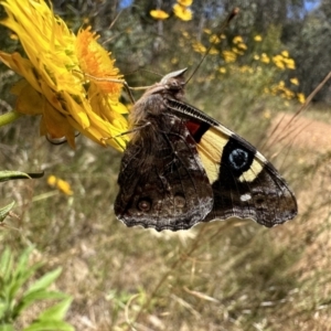 Vanessa itea at Ainslie, ACT - 15 Dec 2022 02:22 PM
