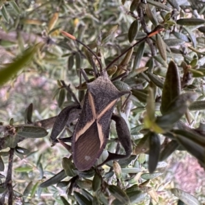 Mictis profana at Dickson, ACT - 15 Dec 2022 04:28 PM