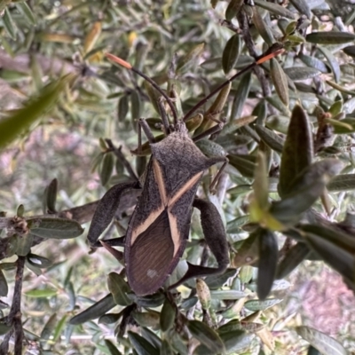 Mictis profana (Crusader Bug) at Dickson Wetland Corridor - 15 Dec 2022 by Pirom