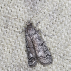 Cryptoblabes euraphella (Cryptoblabes euraphella) at O'Connor, ACT - 5 Dec 2022 by ibaird