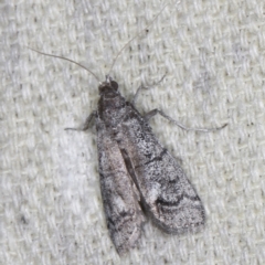 Cryptoblabes euraphella at O'Connor, ACT - 5 Dec 2022 11:36 PM