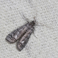 Cryptoblabes euraphella at O'Connor, ACT - 5 Dec 2022 11:36 PM