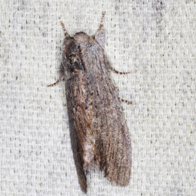 Destolmia lineata (Streaked Notodontid Moth) at O'Connor, ACT - 5 Dec 2022 by ibaird