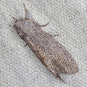 Destolmia lineata at O'Connor, ACT - 5 Dec 2022 11:32 PM