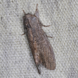 Destolmia lineata at O'Connor, ACT - 5 Dec 2022 11:32 PM