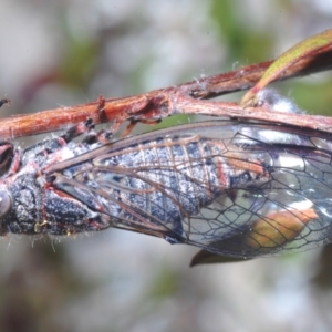 Atrapsalta furcilla at Stirling, ACT - 15 Dec 2022