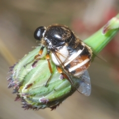 Ogcodes basalis (A hunch-back fly) at Stromlo, ACT - 13 Dec 2022 by Harrisi