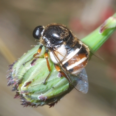 Ogcodes basalis (A hunch-back fly) at Stromlo, ACT - 13 Dec 2022 by Harrisi