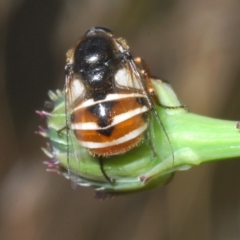 Ogcodes basalis at Stromlo, ACT - 13 Dec 2022