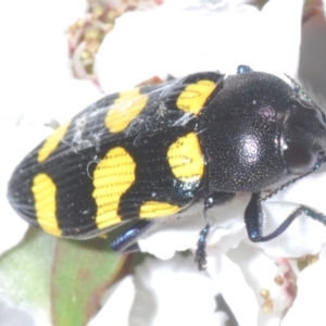 Castiarina australasiae at Stromlo, ACT - 13 Dec 2022 08:52 PM