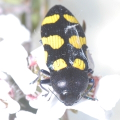 Castiarina australasiae at Stromlo, ACT - 13 Dec 2022 08:52 PM