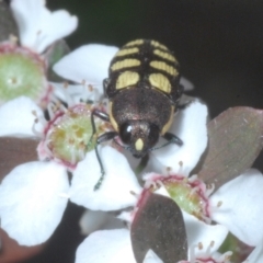 Castiarina decemmaculata (Ten-spot Jewel Beetle) at Denman Prospect 2 Estate Deferred Area (Block 12) - 13 Dec 2022 by Harrisi