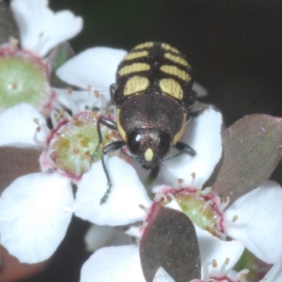 Castiarina decemmaculata (Ten-spot Jewel Beetle) at Molonglo Valley, ACT - 13 Dec 2022 by Harrisi