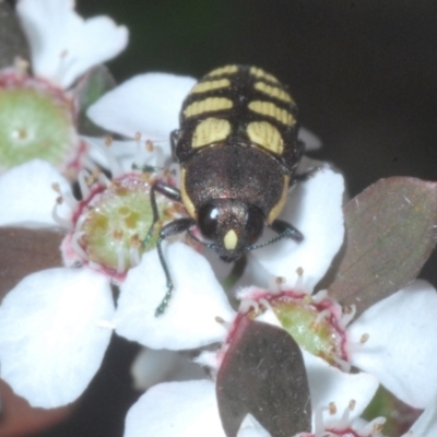 Castiarina decemmaculata (Ten-spot Jewel Beetle) at Molonglo Valley, ACT - 13 Dec 2022 by Harrisi