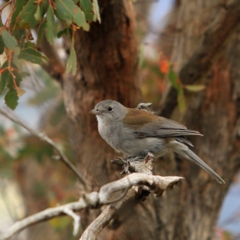 Colluricincla harmonica (Grey Shrikethrush) at Paddys River, ACT - 15 Dec 2022 by NathanaelC