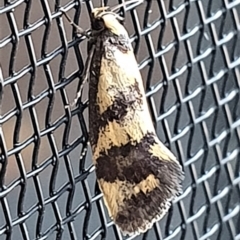 Olbonoma triptycha (Chezela Group) at Gundaroo, NSW - 15 Dec 2022 by Gunyijan