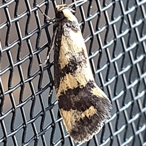 Olbonoma triptycha at Gundaroo, NSW - 16 Dec 2022