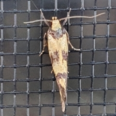 Olbonoma triptycha at Gundaroo, NSW - 16 Dec 2022