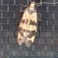 Olbonoma triptycha at Gundaroo, NSW - 16 Dec 2022