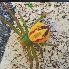 Australomisidia rosea (Rosy Flower Spider) at Summerhill, TAS - 1 Nov 2020 by michaelb