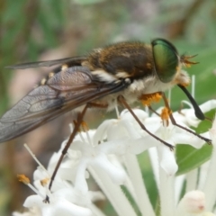 Copidapha maculiventris (March fly) at Paddys River, ACT - 2 Dec 2022 by RogerF