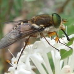 Copidapha maculiventris (March fly) at Paddys River, ACT - 1 Dec 2022 by RogerF