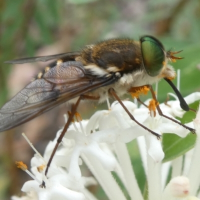 Copidapha maculiventris (March fly) at Paddys River, ACT - 1 Dec 2022 by RogerF