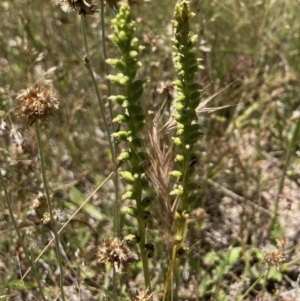 Microtis sp. at Wamboin, NSW - suppressed