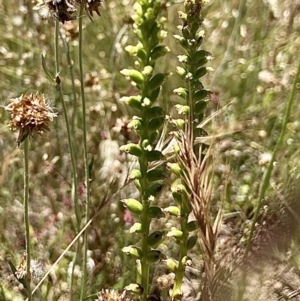 Microtis sp. at Wamboin, NSW - suppressed