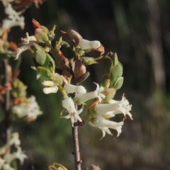 Brachyloma daphnoides (Daphne Heath) at Chisholm, ACT - 15 Oct 2022 by MichaelBedingfield