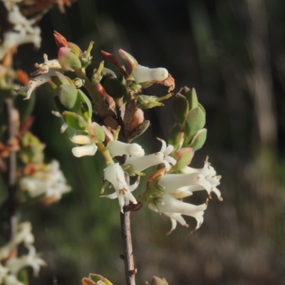 Brachyloma daphnoides (Daphne Heath) at Chisholm, ACT - 15 Oct 2022 by MichaelBedingfield