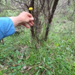 Craspedia variabilis (Common Billy Buttons) at Michelago, NSW - 7 Nov 2021 by samreid007