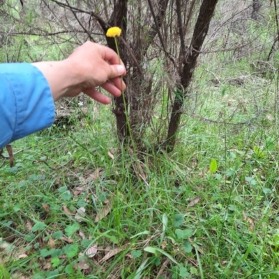 Craspedia variabilis (Common Billy Buttons) at Michelago, NSW - 7 Nov 2021 by samreid007