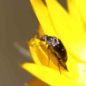 Mordella sp. (genus) at O'Connor, ACT - 15 Dec 2022 12:04 PM