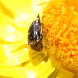 Mordella sp. (genus) at O'Connor, ACT - 15 Dec 2022 12:04 PM