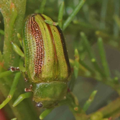 Calomela juncta (Leaf beetle) at O'Connor, ACT - 15 Dec 2022 by ConBoekel