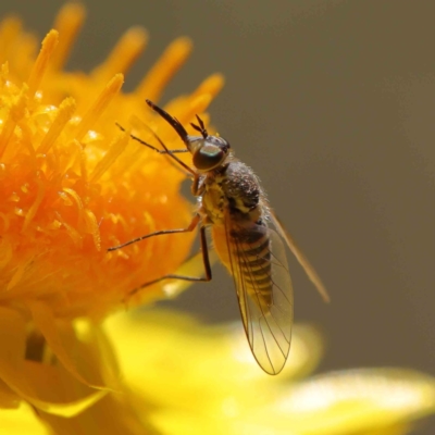 Australiphthiria hilaris (Slender Bee Fly) at O'Connor, ACT - 15 Dec 2022 by ConBoekel