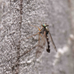 Dolichopodidae (family) at O'Connor, ACT - 15 Dec 2022 01:05 PM