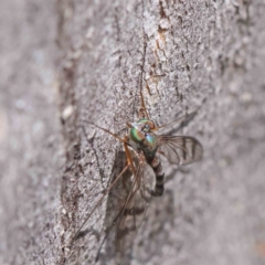 Dolichopodidae (family) at O'Connor, ACT - 15 Dec 2022 01:05 PM