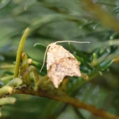 Epiphyas postvittana (Light Brown Apple Moth) at O'Connor, ACT - 15 Dec 2022 by ConBoekel