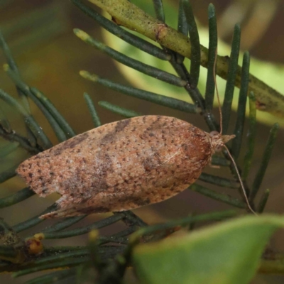 Epiphyas postvittana (Light Brown Apple Moth) at O'Connor, ACT - 15 Dec 2022 by ConBoekel