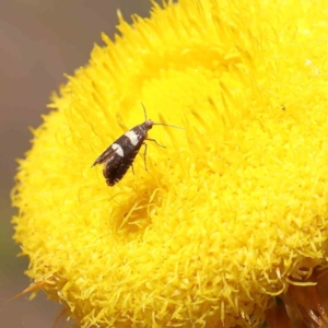 Glyphipterix meteora at O'Connor, ACT - 15 Dec 2022