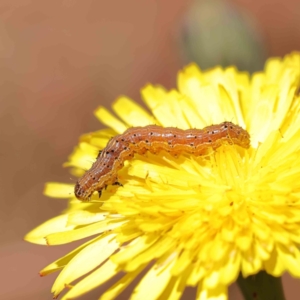 Helicoverpa (genus) at O'Connor, ACT - 15 Dec 2022