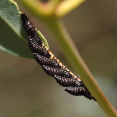 Chrysomelidae sp. (family) (Unidentified Leaf Beetle) at O'Connor, ACT - 15 Dec 2022 by ConBoekel