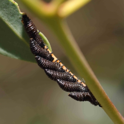 Paropsis (paropsine) genus-group (Unidentified 'paropsine' leaf beetle) at Dryandra St Woodland - 15 Dec 2022 by ConBoekel