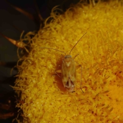 Miridae (family) (Unidentified plant bug) at O'Connor, ACT - 15 Dec 2022 by ConBoekel