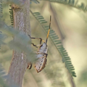 Poecilometis strigatus at O'Connor, ACT - 15 Dec 2022