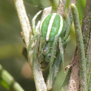 Araneus ginninderranus at O'Connor, ACT - 15 Dec 2022